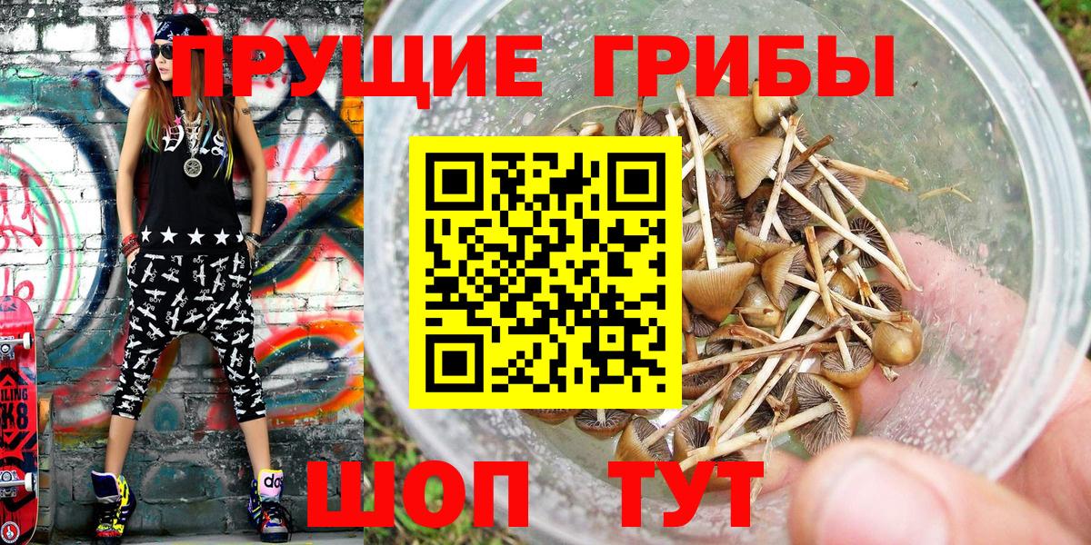 Псилоцибиновые грибы мицелий Курчатов